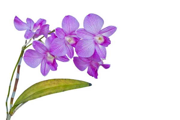 Orchideenblüten. — Stockfoto