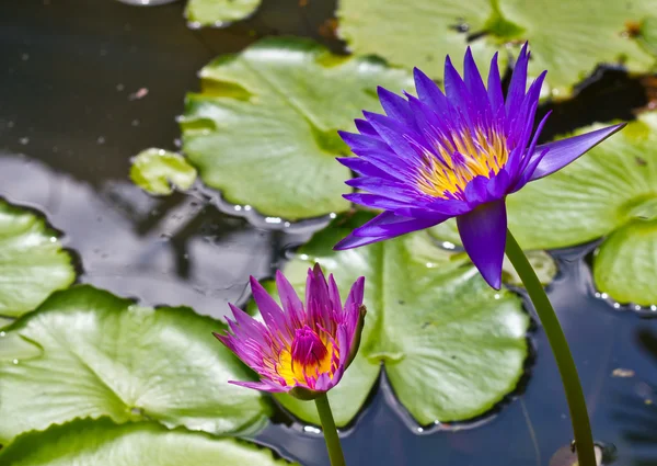 Lotus flower. — Stock Photo, Image