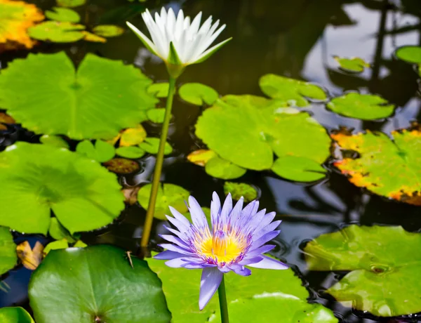 Lotus flower. — Stock Photo, Image