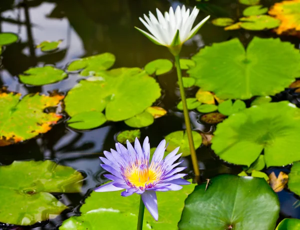 Lotus flower. — Stock Photo, Image