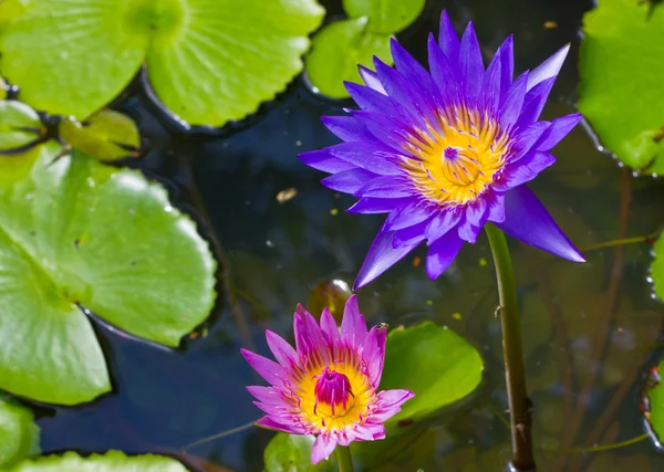 Lotusbloem. — Stockfoto