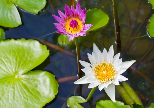 Lotus flower. — Stock Photo, Image