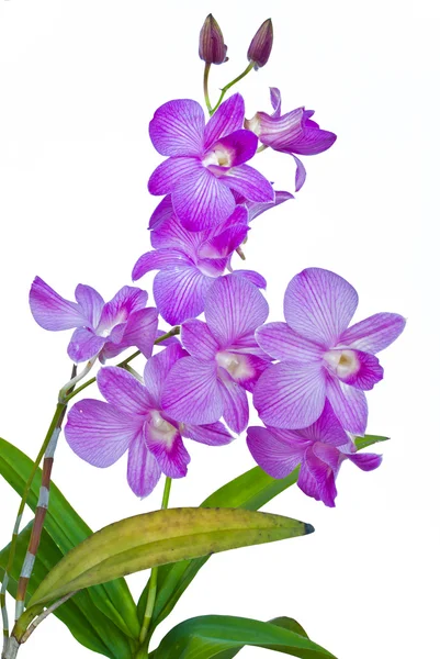 Violet thai orchids on isolate. — Stock Photo, Image