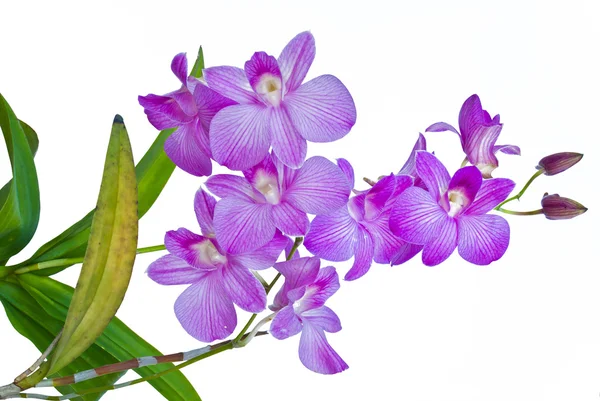 Orchidee tailandesi viola su isolato . — Foto Stock