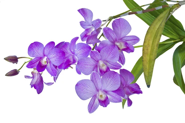 Violette thailändische Orchideen auf isoliert. — Stockfoto