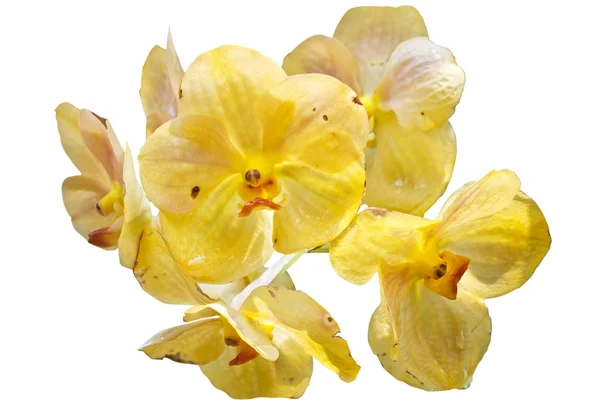 Цветы орхидей . — стоковое фото