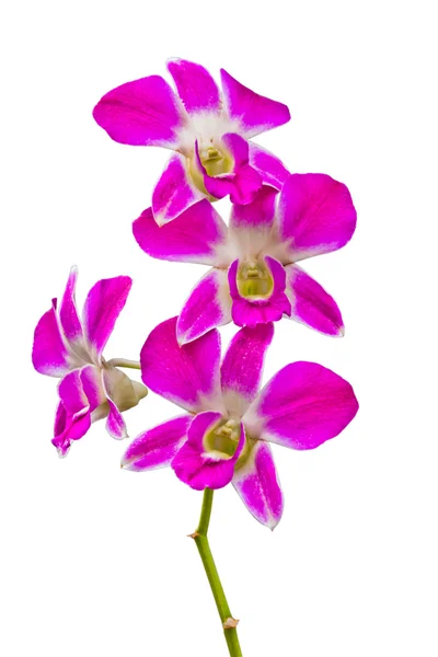 Pink thai orchids flowers.(This image contain clipping path). — Stock Photo, Image
