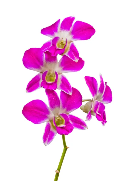 Flores de orquídeas tailandesas rosadas. (Esta imagen contiene la ruta de recorte ). — Foto de Stock