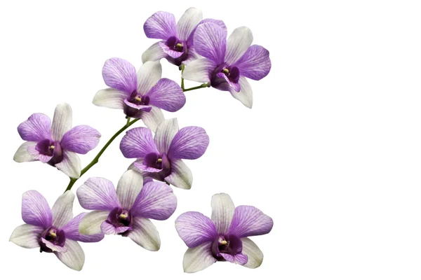 Flores de orquídeas tailandesas rosadas. (Esta imagen contiene la ruta de recorte ). —  Fotos de Stock