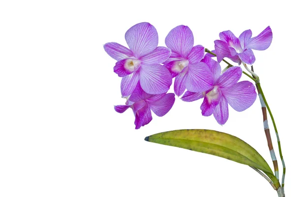 Violette thailändische Orchideen auf isoliert. — Stockfoto