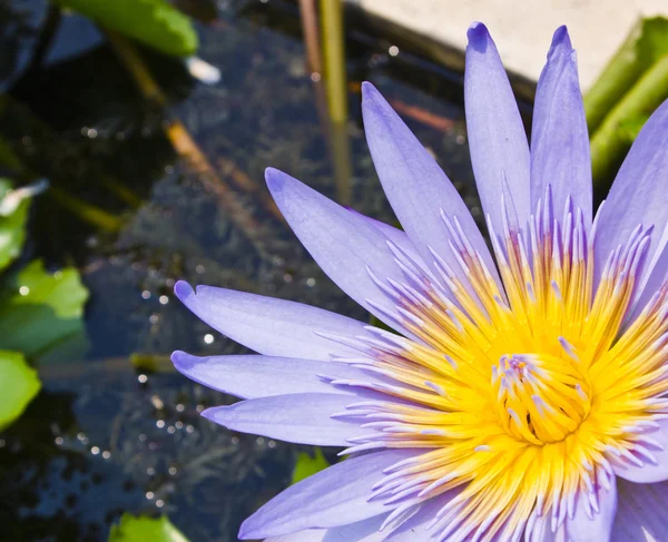 Lotus flower. — Stock Photo, Image