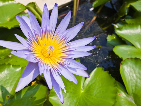 Lotus fleur. — Photo
