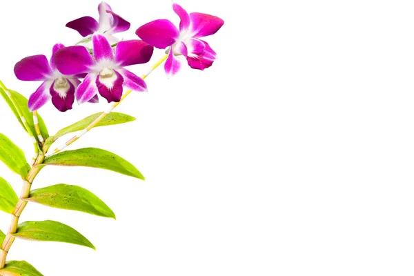 Pink thai orchids flowers.(This image contain clipping path). — Stock Photo, Image