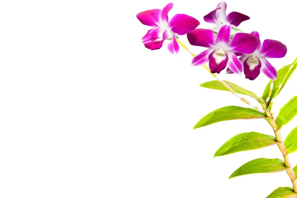 Pink thai orchids flowers.(This image contain clipping path). — Stock Photo, Image