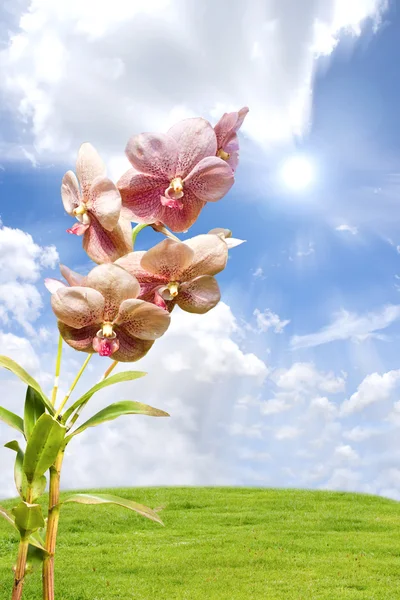 Flores de orquídeas . — Foto de Stock