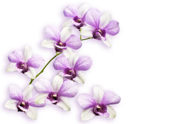 Pembe Tay Orkide çiçekler.(Bu resim içeren kırpma yolu).