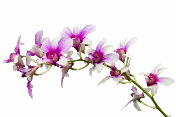 Růžové thajské orchideje květiny.(Tento obraz obsahovat ořezové cesty). — Stock fotografie