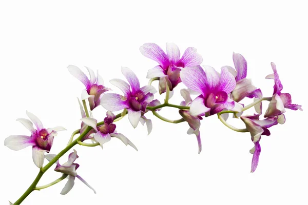 Pink thai orchids flowers.(This image contain clipping path). — Stock Photo, Image