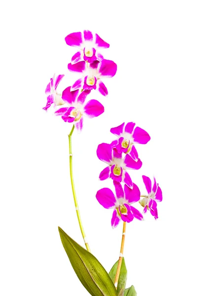 粉红色的泰国兰花花。（此映像包含剪切路径). — 图库照片