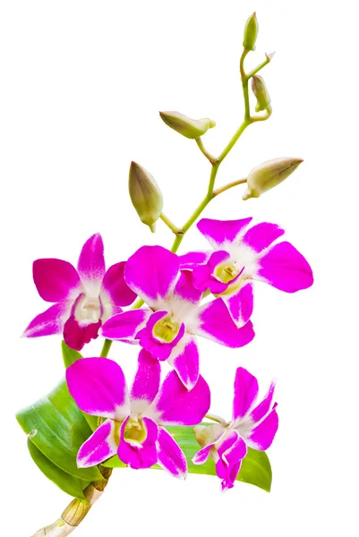 Rosa thailändische Orchideen blühen. (dieses Bild enthält Ausschnittspfad). — Stockfoto