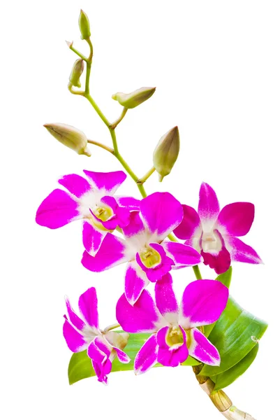 Fiori di orchidee thai rosa. (Questa immagine contiene il percorso di ritaglio ). — Foto Stock