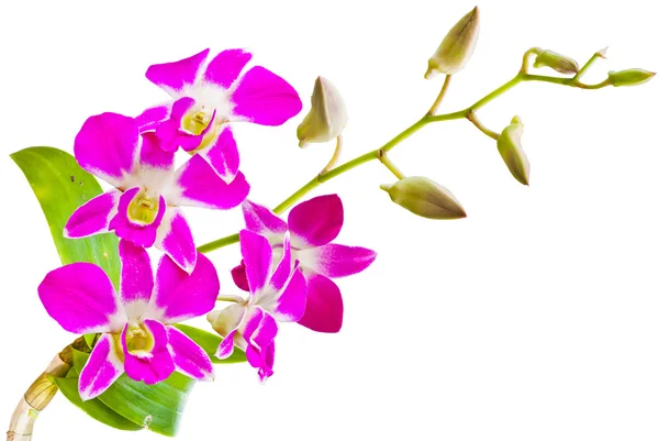 Rosa thailändska orkidéer blommor.(denna bild innehåller urklippsbanan). — Stockfoto