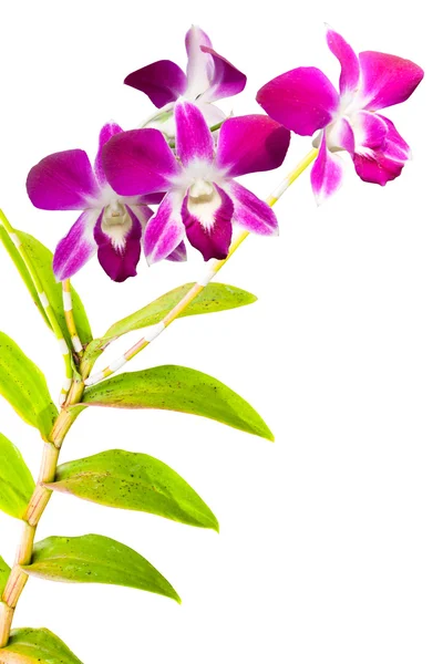 Rosa thailändische Orchideen blühen. (dieses Bild enthält Ausschnittspfad). — Stockfoto