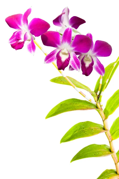 Розовые цветы тайских орхидей. (This image contain clipping path ). — стоковое фото