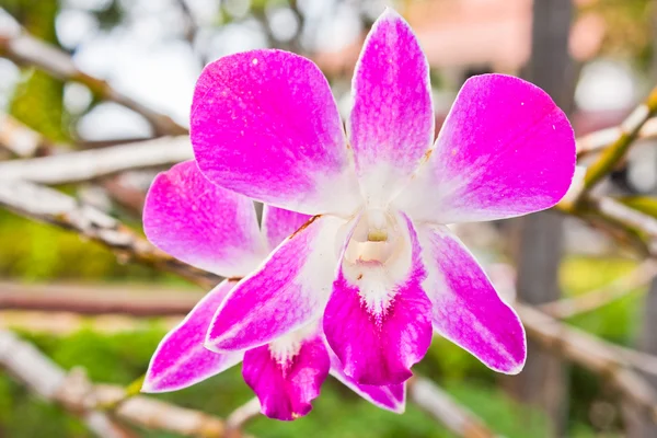 Rózsaszín thaiföldi orchidea virágok.(ez a kép tartalmaz Vágógörbe). — Stock Fotó