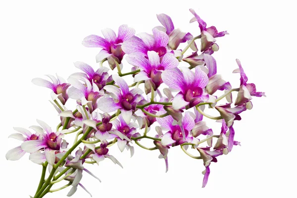 Rosa thailändische Orchideen blühen. (dieses Bild enthält Ausschnittspfad). — Stockfoto