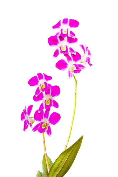 Pembe Tay Orkide çiçekler.(Bu resim içeren kırpma yolu). — Stok fotoğraf