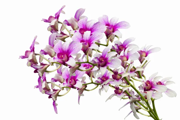 Fiori di orchidee thai rosa. (Questa immagine contiene il percorso di ritaglio ). — Foto Stock