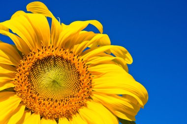 Ayçiçeği gökyüzü üzerinde.