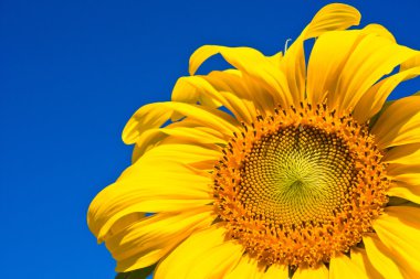 Ayçiçeği gökyüzü üzerinde.