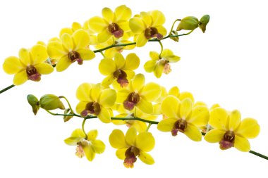 Tay orkide çiçekleri.