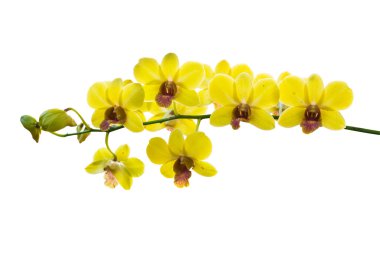 Tay orkide çiçekleri.