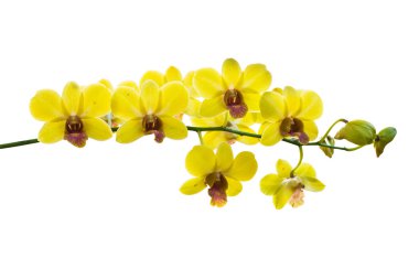 Tay orkide çiçekleri.