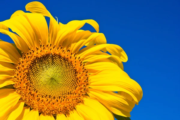 Ayçiçeği gökyüzü üzerinde.