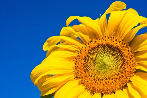 Ayçiçeği gökyüzü üzerinde.