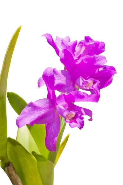 Thajské květy orchidejí. — Stock fotografie