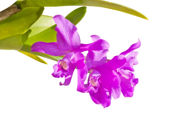 Tay orkide çiçekleri. — Stok fotoğraf