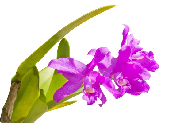 Thai orchid blommor. — Stockfoto