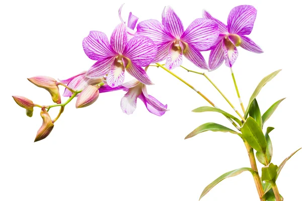 Thailändische Orchideenblüten. — Stockfoto