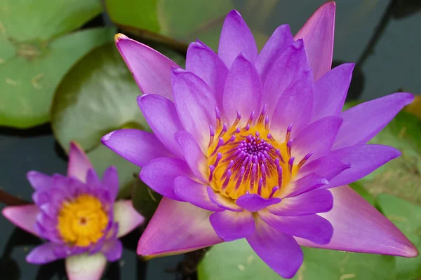 Lotus Flower. — Stock Photo, Image