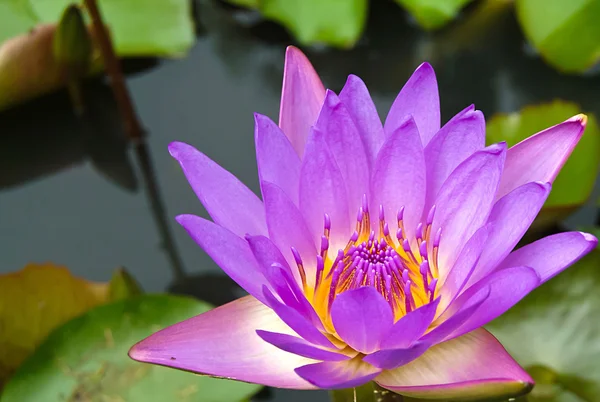 Lotus Flower. — Stock Photo, Image