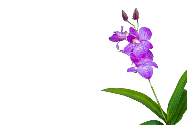 Thajské květy orchidejí. — Stock fotografie