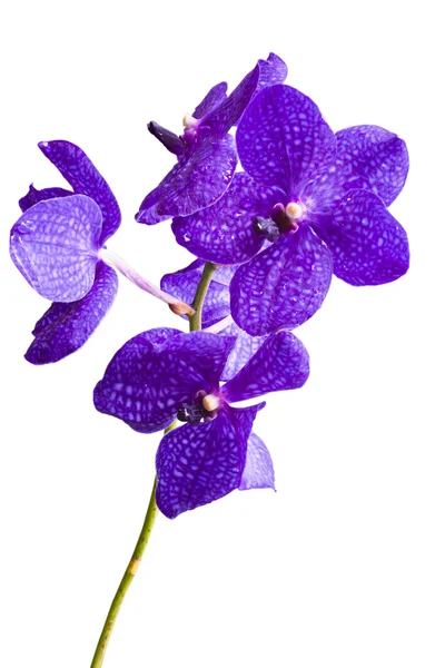 Thailändische Orchideenblüten. — Stockfoto