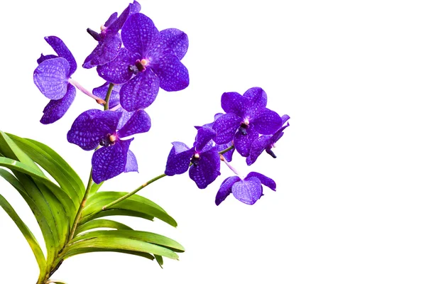 Thailändische Orchideenblüten. — Stockfoto