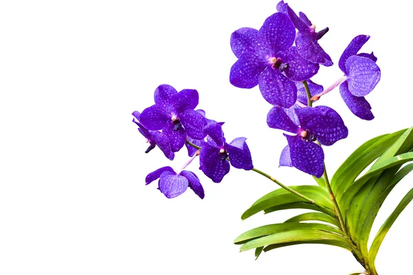 Тайские орхидеи . — стоковое фото