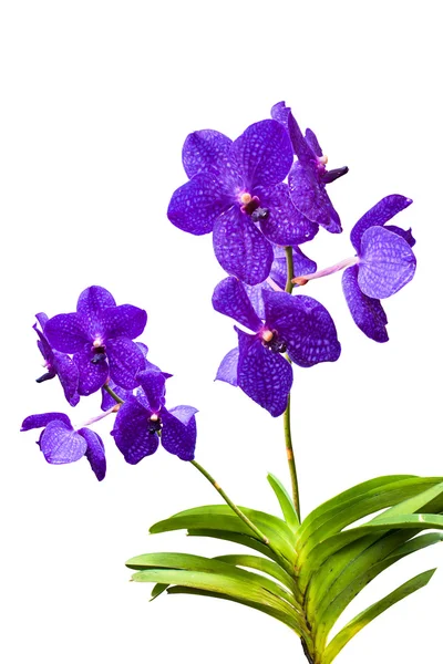 Ταϊλάνδης orchid λουλούδια. — Φωτογραφία Αρχείου